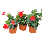 Dipladenia Sundaville czerwona wys. 25 cm don. 12 cm