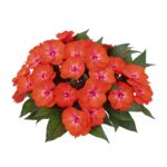 Niecierpek Nowogwinejski wys. 30 cm don. 10 cm