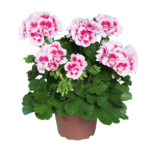 Pelargonia rabatowa wys. 25 cm don. 12 cm