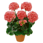 Pelargonia rabatowa wys. 25 cm don. 12 cm
