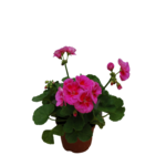 Pelargonia rabatowa wys. 25 cm don. 12 cm