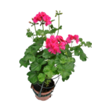 Pelargonia bluszczolistna wys. 25 cm don. 12 cm