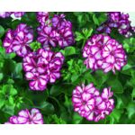 Pelargonia bluszczolistna