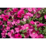 Petunia Conchita Grande Pink wys. 25 cm don. 12 cm