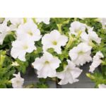 Petunia Conchita Grande white wys. 25 cm don. 12 cm