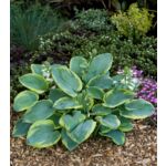Funkia-Hosta wys. 35 cm don. 17 cm