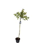 Borówka amerykańska na pniu wys. 80-100 cm don. 2 l