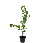 Judaszowiec kanadyjski 80 - 100 cm doniczka 3 l