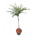 Krzew ozdobny na pniu mix B wys. 80 cm don. 5 l