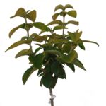 Krzew ozdobny na pniu mix B wys. 80 cm don. 5 l