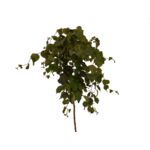 Krzewy na pniu Rarytasy mix 80 cm doniczka 5 l