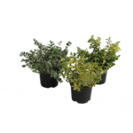 Trzmielina wys. 15-20 cm don. 1 l