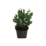 Cyprisik tępołuskowy Nana Gracilis 15 cm doniczka
