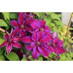 Powojnik w odmianach wys. 60-70 cm don. 2 l