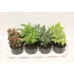 Bylina mix wys. 15-20 cm don. 12 cm