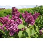 Lilak miniaturowy wys.20-30 cm C2