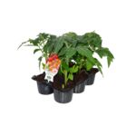 Pomidor koktajlowy wysoki 6-pak, don. 9 cm