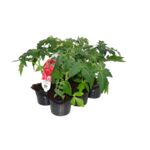 Pomidor wielkoowocowy 6-pak don. 9 cm