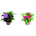 Niecierpek Sunpatiens wys. 35 cm don. 12 cm