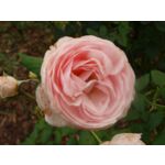 Róża angielska mix 60 - 80 cm doniczka C5