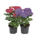 Hortensja ogrodowa wys. 30-40 cm don. 3 l