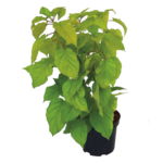 Hortensje w odmianach