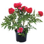 Piwonia, wys.40 cm, don.17 cm