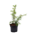 Cedr himalajski wys.80-100 cm 2 l