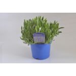 Lawenda wys. 30 cm don. 15 cm