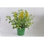 Agastache wys. 40 cm, don. 17 cm