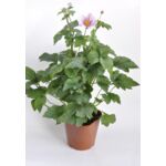 Anemone, wys. 40 cm, don. 17 cm