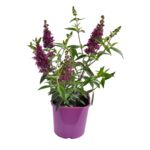 Budleja wys.40 cm don.17 cm