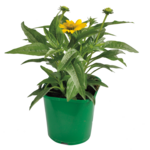 Jeżówka Echinacea wys. 40 cm, don. 17 cm
