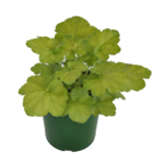 Żurawka wys. 35 cm don. 17 cm