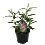 Budleja Davida wys. 40-50 cm don. 3 l