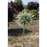 Wierzba Hakuro Nishiki wys. 120-150 cm, don. 5 l