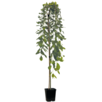 Wierzba szczepiona na pniu wys. 150-180 cm Kilimarnock don. 5l