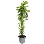 Hortensja pnąca, wys. 60-90 cm, don. 2 l