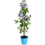 Powojnik wielkokwiatowy standard, wys. 60-90 cm, don. 2 l