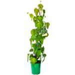 Bluszcz kolchidzki, wys. :40-60 cm, don. 2 l