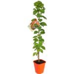 Dławisz, wys.60-80 cm, don.2 l