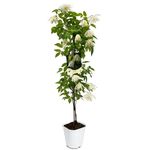 Powojnik botaniczny, wys. 60-90 cm, don. 2 l