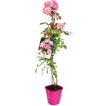 Róża pnąca wys. 60 - 90 cm don. 2 l
