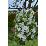 Powojnik wielkokwiatowy ekstra 60-90 cm don. 2 l