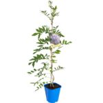 Glicynia, wys. 60-90 cm, don. 2 l