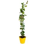Wiciokrzew, wys. 60-90 cm, don. 2 l