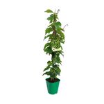 Winobluszcz trójklapowy, wys.6 -80 cm, don.2 l