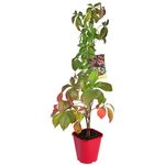 Winobluszcz Redwall Troki, wys.60-80 cm, don.2 l