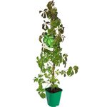 Winobluszcz pięciolistkowy, wys.60-80 cm, don.2 l
