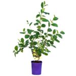 Aronia, wys. 60-80 cm, don. 2 l